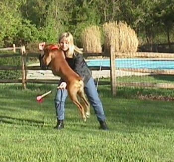 Allie the Boxer is jumping over a baton being held by her owner.