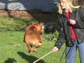 Allie the Boxer is completely over the baton being held by her owner, in a field.