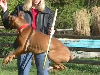 Close Up - Allie the Boxer is jumping through a hula hoop. Her owner is behind her holding the hula hoop. There is a swimming pool behind them.