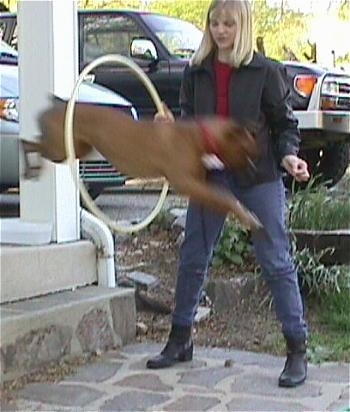 Allie the Boxer is jumping off of a porch through a hula hoop. The Hula Hoop is being held by her owner