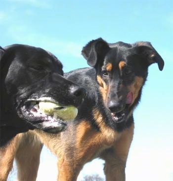 One dog is chomping down on a tennis ball crushing it with a lot of slobber. Another dog is watching the other dog chew on the tennis ball