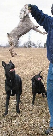 A Mini Schnauzer dog is jumping about 3 feet in the air to grab a tennis ball out of a persons hand. There are two larger dogs watching it happen
