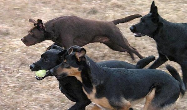 Four dogs running across a yard. One dog has a tennis ball in its mouth