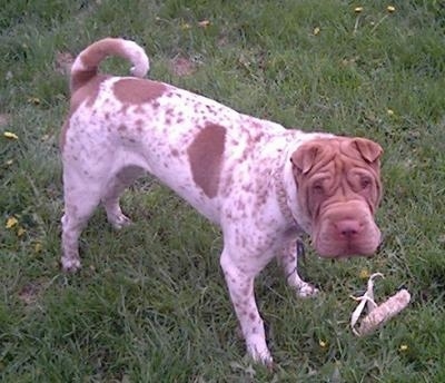 A white with tan Chinese Shar-Pei dog with patches and spots of tan on its white body is standing across grass looking up. It has a big square, wrinkly head with small v-shaped ears that fold over to the front. There is a toy in the grass in front of it. It has a thick tail that is up in the air and curled over its back.