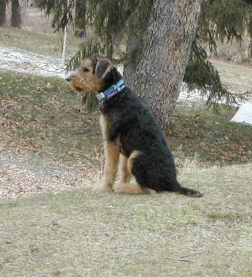 Airedale Terrier Puppy Dogs