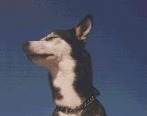 Close up - The underside of a black with white Alaskan Husky head.