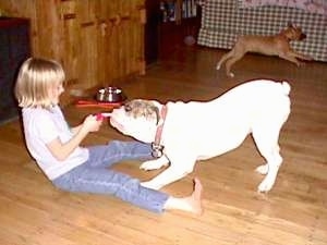 Amie playing tug-of-war with Spike the Bulldog and Allie the Boxer puppy is running in the background