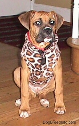 Allie the Boxer puppy sitting next to a staircase wearing a snazzy leopard jacket