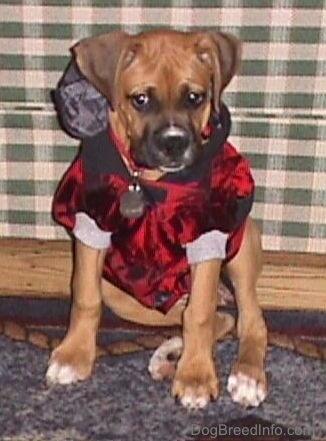 Allie the Boxer is sitting front of a green and white checkered couch and wearing a shiny maroon doggie hoodie with the black hood down