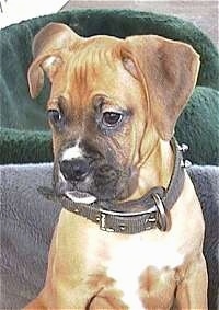 Allie the Boxer as a Puppy sitting in a dog bed looking down