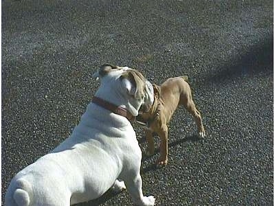 Spike the Bulldog standing in a driveway as Allie the Boxer puppy stands in front of him