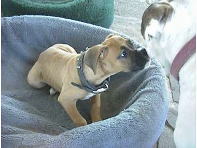 Allie the Boxer puppy laying in a dog bed smelling Spike the Bulldog who is standing in front of her