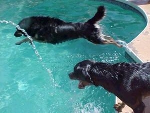 The Rottweiler is standing poolside trying to get the water spraying out of a hose. Another Dog is jumping into the pool next to it