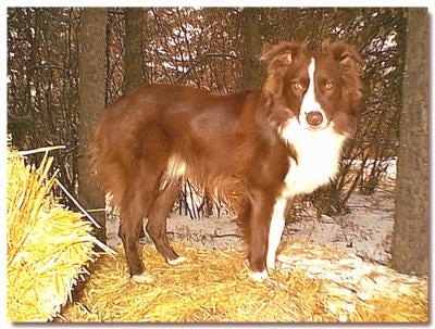 aussie dog breed