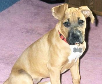 How are pit bull/boxer mixed dogs with children?