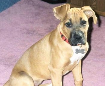 A tan with white Boxer mix puppy is wearing a red collar sitting on a purple rug.