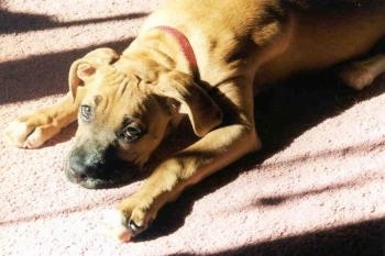 Boxer Puppy Dogs