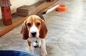 Flash the Beagle looking at the camera holder