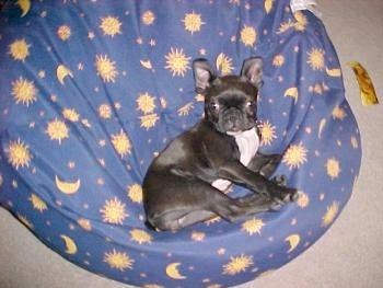 Princess Penelope Penny La Pugh the Boston Terrier laying on a blue bean bag chair with yellow moons and stars on it