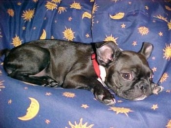 Close Up - Princess Penelope Penny La Pugh the Boston Terrier laying on a blue bean bag chair with yellow moons and stars on it