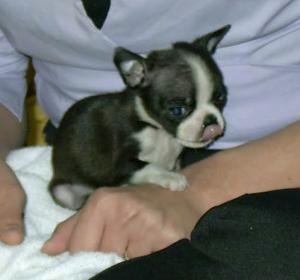 Boots the Boston Terrier sitting in the lap of a person licking its nose with its paw on the hand of the person