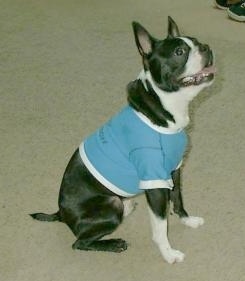 Boots sitting on a carpet and wearing a blue teeshirt looking up with its tongue out and mouth open