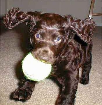 Close Up - Abi the Boykin Spaniel is jumping in the air with a toy ball in her mouth