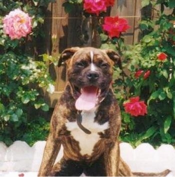 A brindle with white Bullboxer Pit puppy is sitting outside, in front a wooden fence with flowers growing against it, its mouth open and its tongue is out.