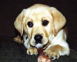 Close Up - Sampson the Yellow Labrador Retriever is laying on a couch and chewing on a dog bone