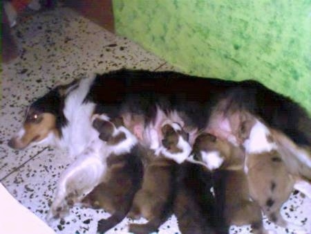 Collie Puppies on Collie Rough And Smooth  Scottish Collie    Puppies