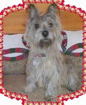 Rusty the Cairn Terrier is sitting on a bed with a wooden headboard. Rusty is looking at the camera holder. There is a flower border outline around Rusty