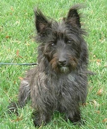 Pepper the Cairn Terrier is sitting outside and looking towards the camera holder