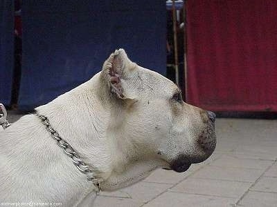 Close Up - Arena the Presa Canario is standing outside and looking to the right