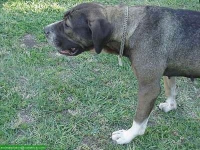 Juana the Canary Dog is walking across the lawn