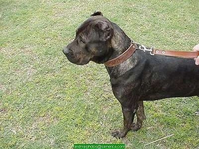 Bes the Presa Canario Dog is standing outside and looking to the left