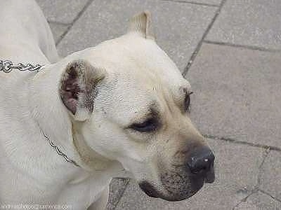 Close Up - Arena the Presa Canario is standing on a tiled sidewalk and looking to the right