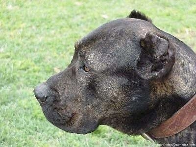 Close Up - Bes the Presa Canario Dog is sitting outside and looking to the left