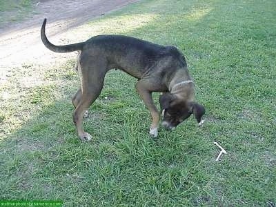 Juana the Canary Dog is playing in grass outside