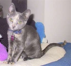 Cricket the Kitten is sitting on a pillow on a bed