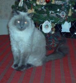 Tanner the Cat is sitting in front of a mini Christmas tree