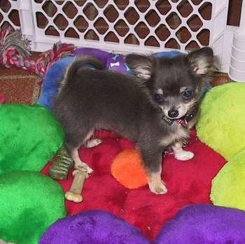 Tai Chi the Chihuahua Puppy is standing on a plush red, green, purple and blue flower plush pillow inside of a pen