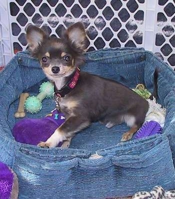 Tai Chi the Chihuahua is sitting in a dog bed inside of a pen with a bunch of dog toys around it