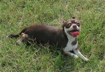 Sassy the Chihuahua is laying in grass and looking up with its mouth open and its tongue curled out