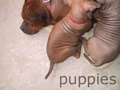 dogs and puppies together. Chinese Chongqing Dog Puppies