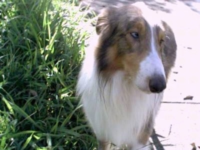 Queeny the Rough Collie is standing next to a sidewalk and large grass. Her ears are back and she is looking to the right with her eyes