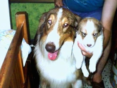 Queeny the Rough Collie is sitting in front of a person who is holding a puppy next to her head. They are next to a human's bed in a house.