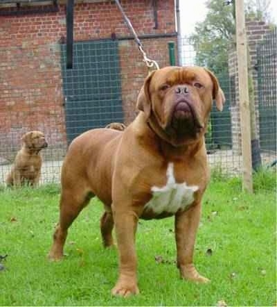 A Dogue de Bordeaux is standing in a yard. There is a large fence and a brick building in the background with two other dogs behind the fence
