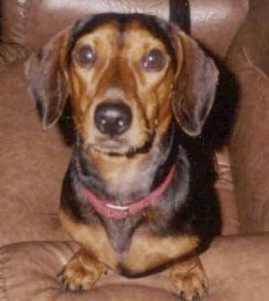 Griffin the Brown and Black Dachshund is standing on the arm of a brown leather chair