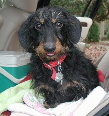 Close Up - Benji the Black and Brown Wirehair Dachshund is laying on a couple towels in the back of a vehicle with a green and white picnic cooler behind him.