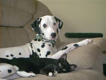 A Dalmatian is laying on a tan couch and there is a black cat laying down next to it